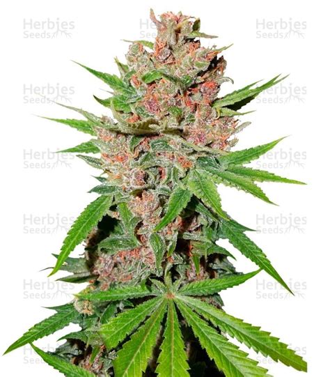 Buy Passion Fruit Feminized Seeds By Dutch Passion Herbies