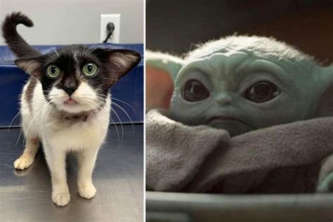 ‘baby Yoda Cat Goes Viral As Admirers Fe Line Up To Adopt Her The