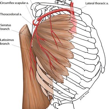 Vascular Anatomy Of The Latissimus Dorsi And Serratus Anterior Muscles
