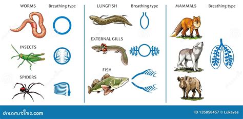 Types Of Lungs Stock Vector Illustration Of Breathing 135858457