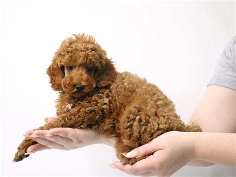 Miniature Poodle Dog Male Red 3190017 My Next Puppy