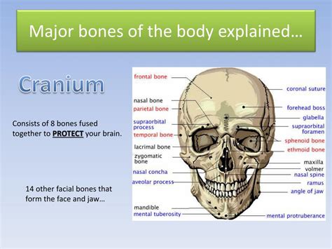 Yes, lungs is also located in the chest cavity but the question says its middle. PPT - Structure and Function on the Skeletal System ...