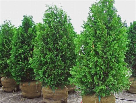 Dark Green American Arborvitae — Affordable Trees