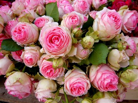 Pink Cabbage Roses