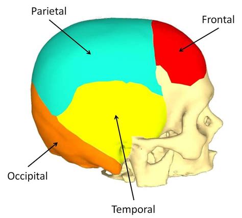 1 Skull Bone Regions Download Scientific Diagram