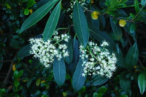 12 Varieties Of Viburnum Shrubs And How To Identify Them American Gardener