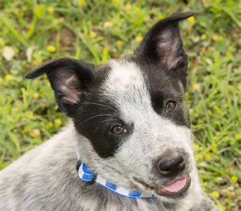 17 Top Blue Heeler Mix Breeds Australian Cattle Dog Mixes