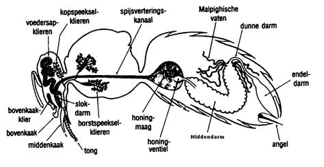 Spijsverteringssysteem Imkerpedia