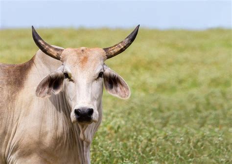 Stunning Brahman Cattle Image