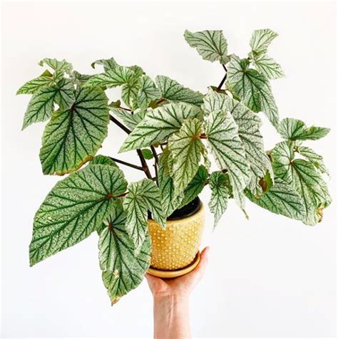 Top 20 Plants That Love Living In Pots Style Curator Potted Plants