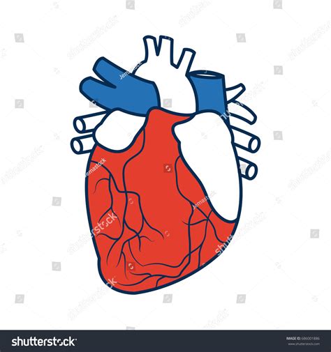 Anatomy Of The Human Heart Medical Royalty Free Stock Vector