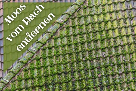 Maybe you would like to learn more about one of these? Moos vom Dach entfernen: 6 Hausmittel - Gartenlexikon.de