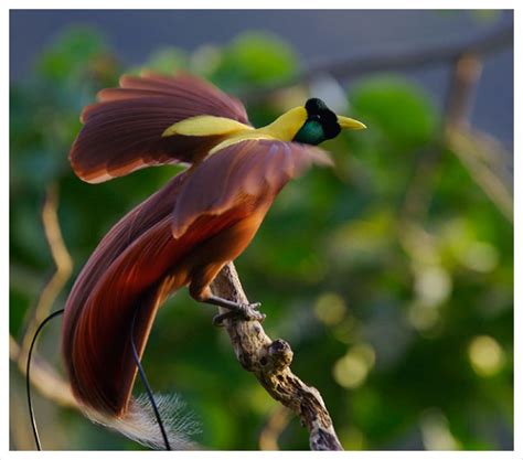 Red Bird Of Paradise Paradisaea Rubra [photo Courtesy Of Tim Laman] Most Beautiful Birds