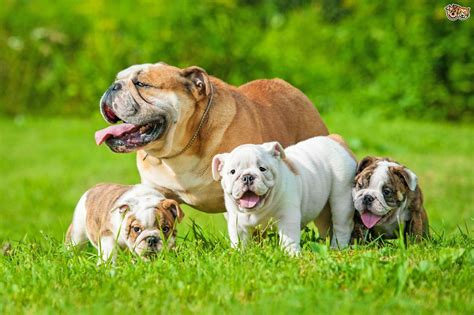 A family full of bulldogs! 😍 | Bulldog puppies, Bulldog dog, Bulldog