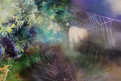 What A Tangled Web We Weave Photograph By Theresa Campbell Fine Art America