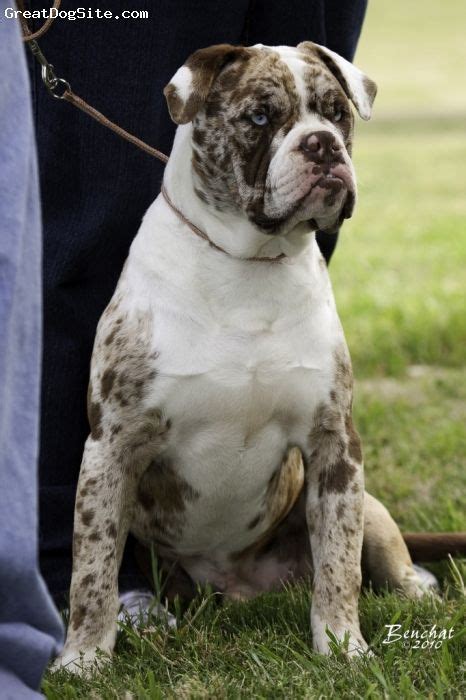 Texas outback kennels is a top breeder of the alapaha blue blood bulldog breed. Alapaha Blue Blood Bulldog; Beautiful! | Blue blood ...