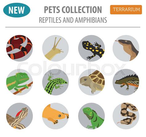 Pet Reptiles And Amphibians Icon Set Stock Vector Colourbox