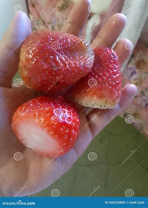 me gusta la fruta de la fresa imagen de archivo imagen de gente fresa 266233805