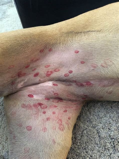 Dog Has Red Bumps On Belly Petmd