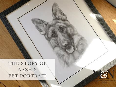 Alsatian Pencil Drawing 1 Melanie And Nicholas Pet Portraits