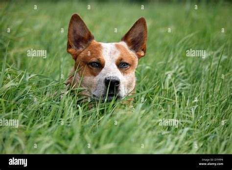 Australian Cattle Dog Portrait Stock Photo Alamy