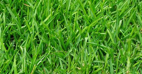 How To Get Rid Of Fine Fescue Grass 5 Easy Step Garden Loves