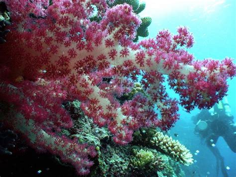 Palau Coral Reefs Thrive Despite Acidic Oceans Asia And Pacific