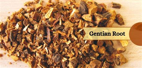 Gentian Root Benefits And Uses For Skin Gut And More