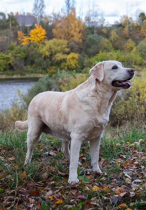 Let's revisit those big dogs shirts from the '90s that catered to dads, shall we? Big Dog Names - Over 350 Awesome Ideas For Large Puppy Naming