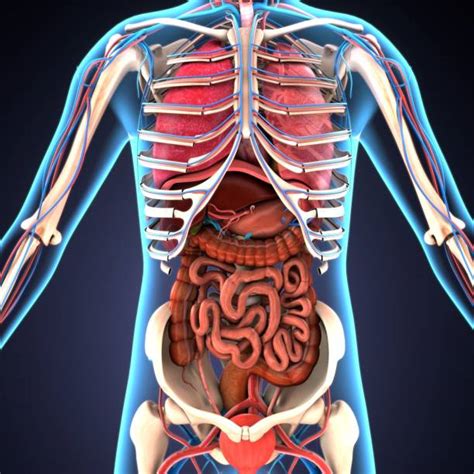 Structure Of Organs In Human Body Organs Internal 7esl Bodegawasuon