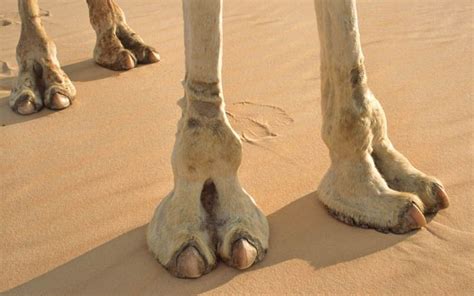 camel foot gallery for camels feet camels are such cute gals and guys pinterest