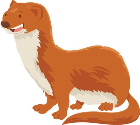 260 Weasels Clip Art Illustrations Royalty Free Vector Graphics