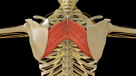 Rhomboid Major Muscle Anatomy For Medical Concept 3d Rendering Stock