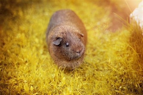 Free Images Nature Meadow Animal Small Autumn Mammal Rodent