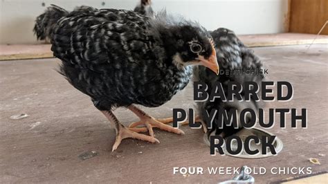 Barred Plymouth Rock 4 Week Old Chicks Youtube