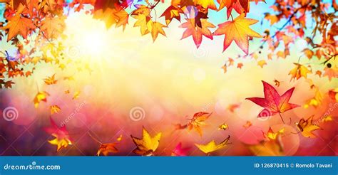 Falling Autumn Red Leaves With Sunlight Stock Image Image Of Seasonal