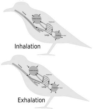 Animal Anatomy and Physiology