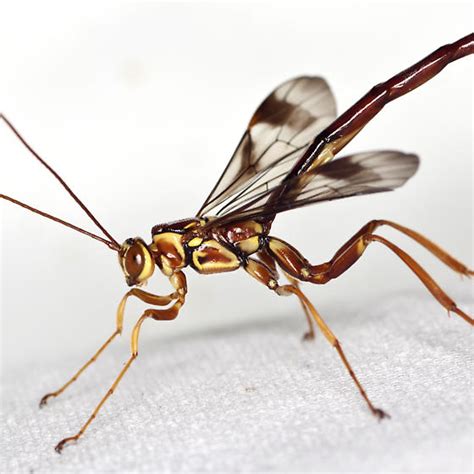 Giant Ichneumon Wasp Megarhyssa Macrurus Bugguidenet
