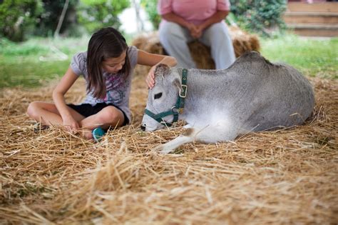 Traveling Petting Zoo And Pony Rides In Virginia The Teeny Tiny Farm
