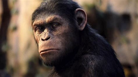 ‘dawn Of The Planet Of The Apes Other Monkey And Ape Movies The