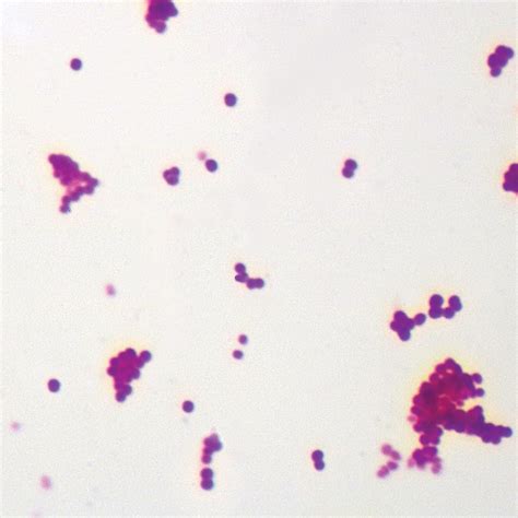 Typical Coccus Bacteria Microscope Slides