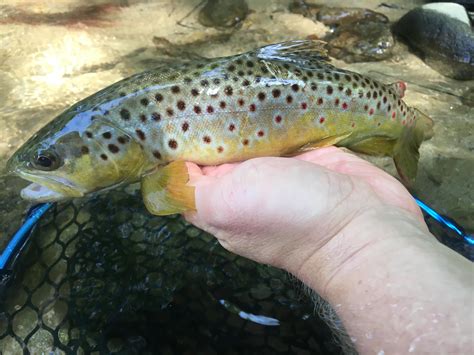 A Handsome Nc Wild Brown Trout Rflyfishing