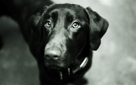 Black Labrador Wallpapers Wallpaper Cave