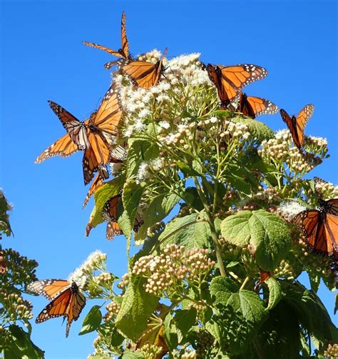The Amazing Monarch Butterfly Migration On To New Adventures