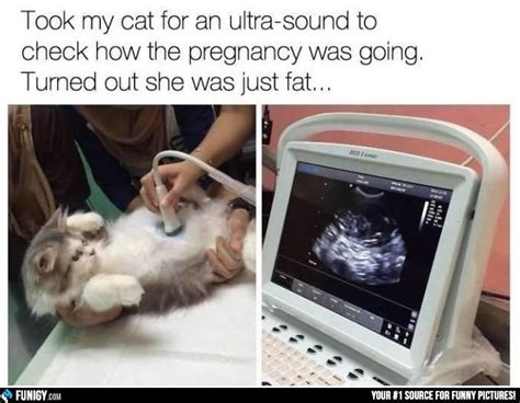 See The Marvelous Funny Pregnant Cat Pictures Hilarious Pets Pictures