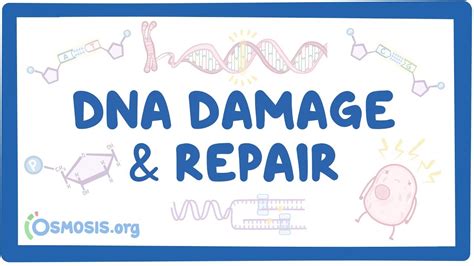 Dna Damage And Repair Video Anatomy Definition Osmosis