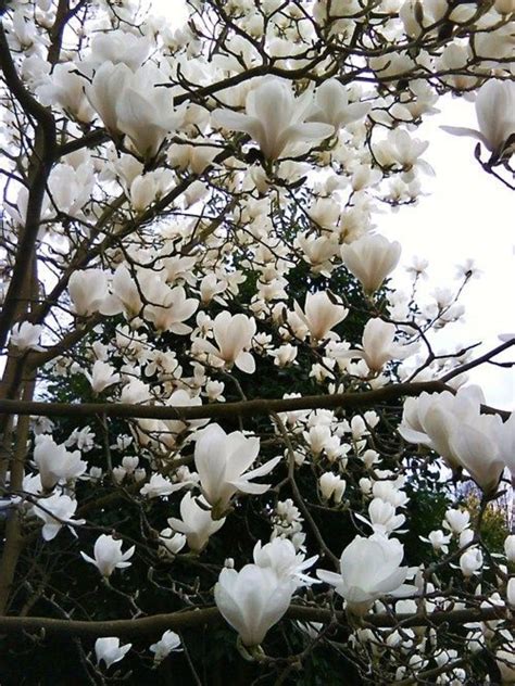 Ohios Blooming Magnolia Trees Dengarden