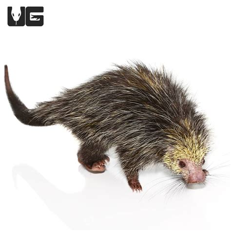 Black Tailed Hairy Dwarf Porcupines Coendou Melanurus For Sale