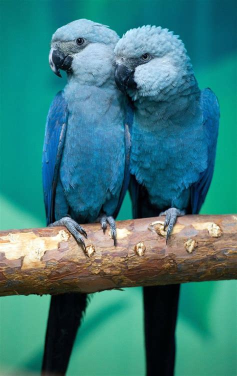 Rare Blue Spix Macaw Extinct In The Wild Tropical Birds Exotic Birds