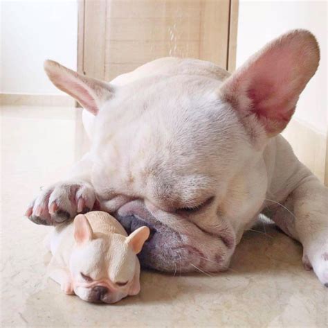 Cutest Frenchie French Bulldog Puppy In The World — Weird World